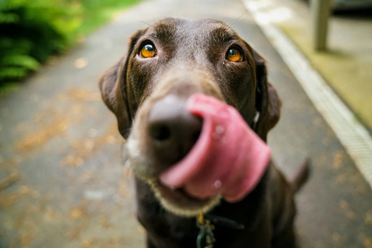A domestic dog gazing upward with expressive eyes.