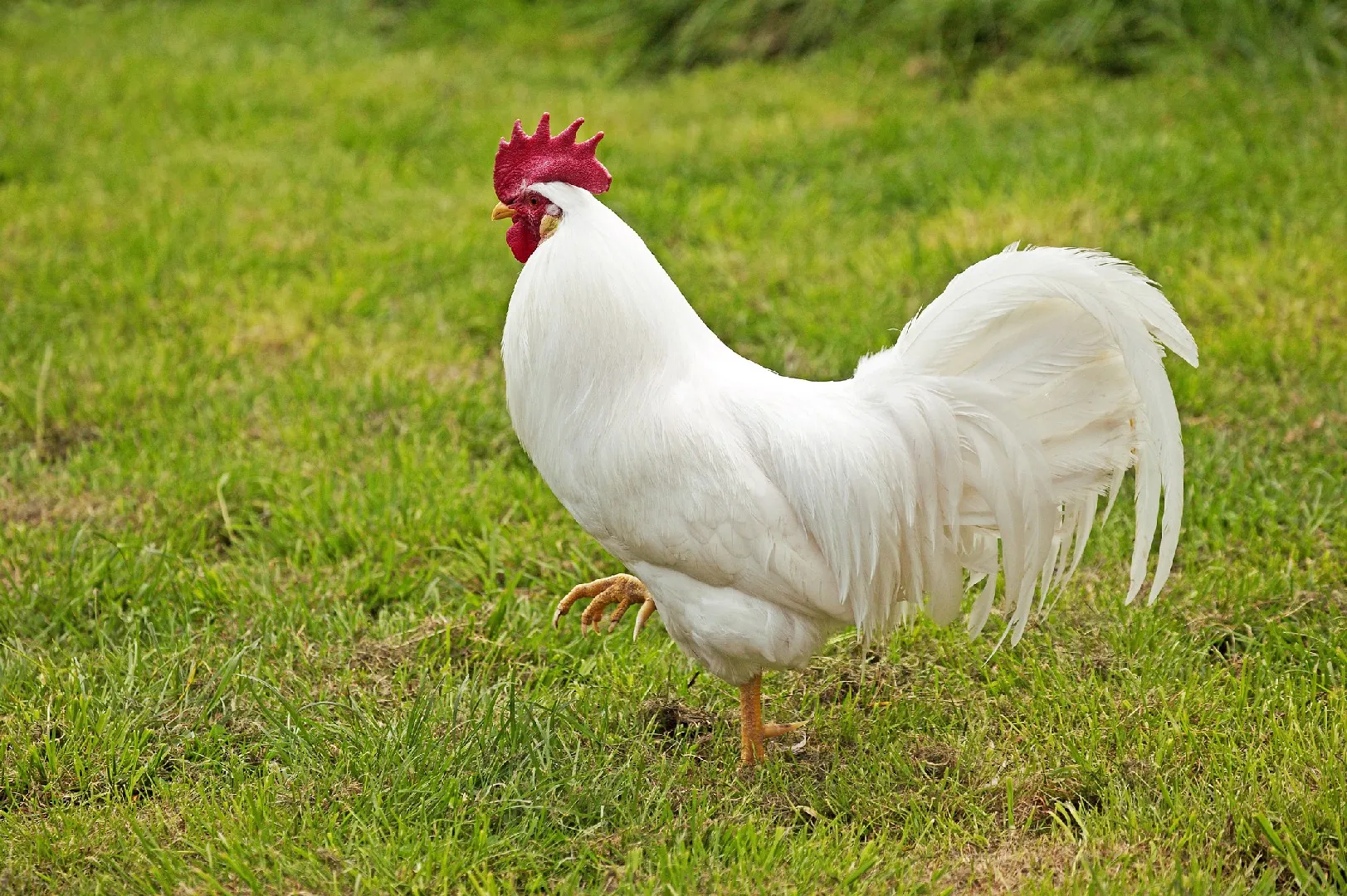 White Leghorn Chicken (Gallus gallus domesticus)