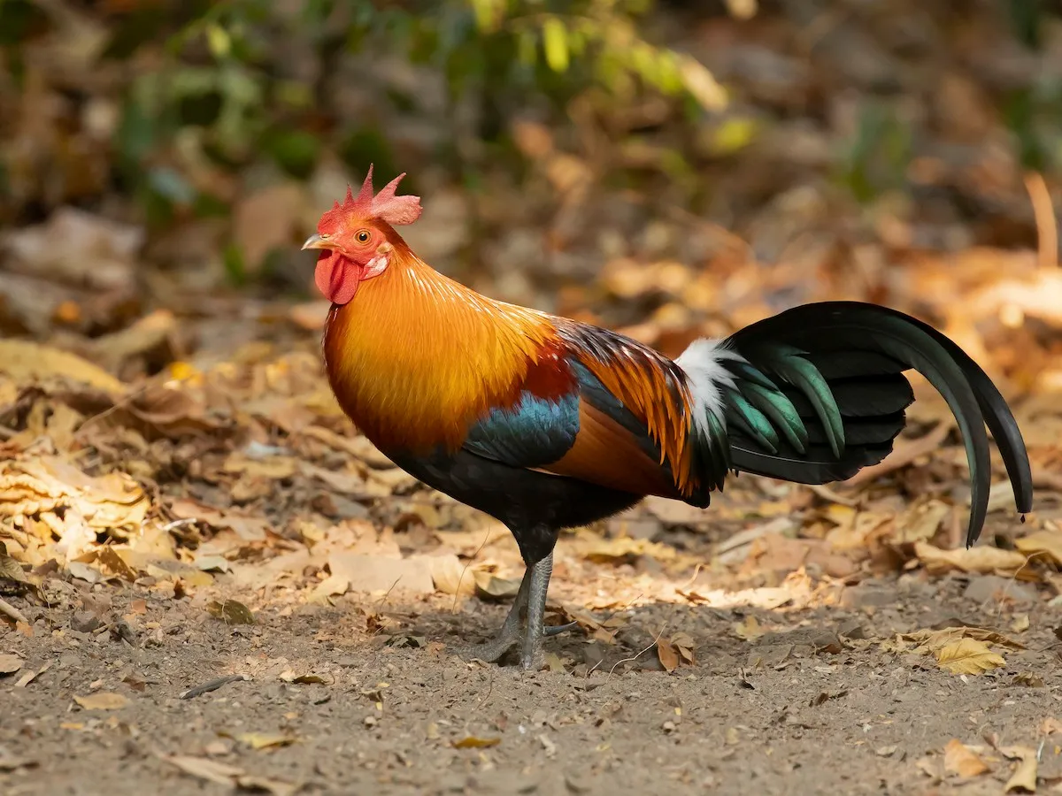 Red Junglefowl (Gallus gallus)